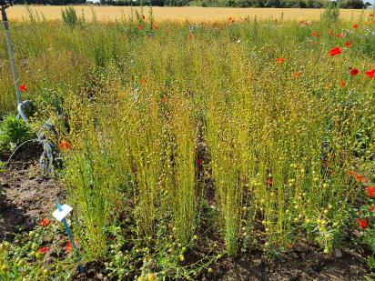 Click for 4 image(s) for this accession.